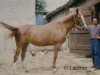 horse Resena AA (Anglo-Arabs, 1961, from Nithard AA)