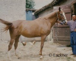 broodmare Resena AA (Anglo-Arabs, 1961, from Nithard AA)