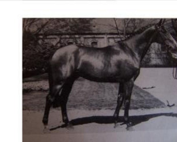 stallion Cacir AA (Anglo-Arabs, 1981, from Cacique AA)