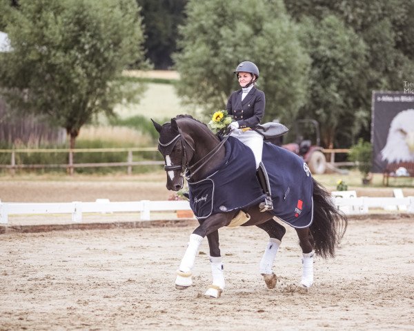 dressage horse Tamino H (Westphalian, 2003, from Torero)
