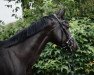 dressage horse Fürstin K (Oldenburg, 2016, from Fürstenball)