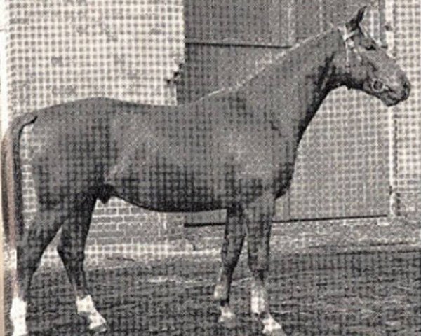 stallion Abdulla 4026 (Hanoverian, 1958, from Abhang I)