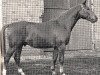stallion Abdulla 4026 (Hanoverian, 1958, from Abhang I)