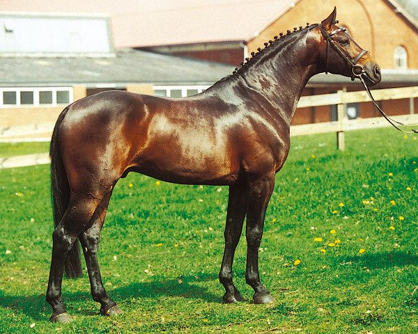 stallion Com Air I (Holsteiner, 1999, from Contender)
