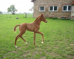 broodmare Boheme de Lys (Westphalian, 2010, from Boston)