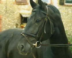 Pferd Schnuck (Sachsen-Anhaltiner,  , von Sekurit 3391)