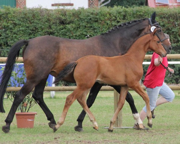 broodmare Cordielle (Westphalian, 1995, from Cordial Medoc)