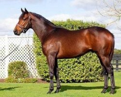 stallion El Roca xx (Thoroughbred, 2010, from Fastnet Rock xx)