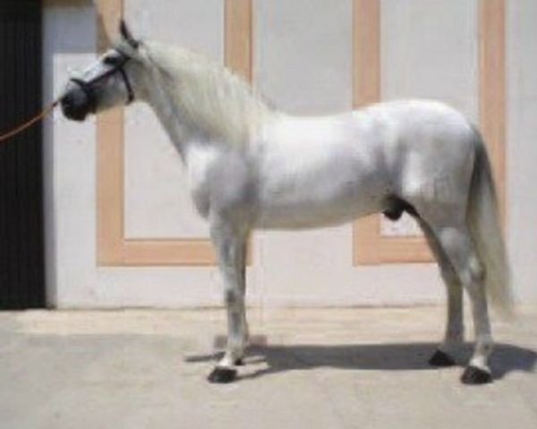 stallion Zeyan (Pura Raza Espanola (PRE), 2001, from Jengue II)