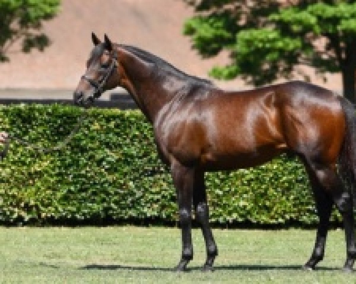 stallion Time Test xx (Thoroughbred, 2012, from Dubawi xx)