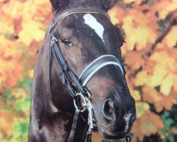 horse Saint Cloud (Trakehner, 1988, from Neuquen xx)