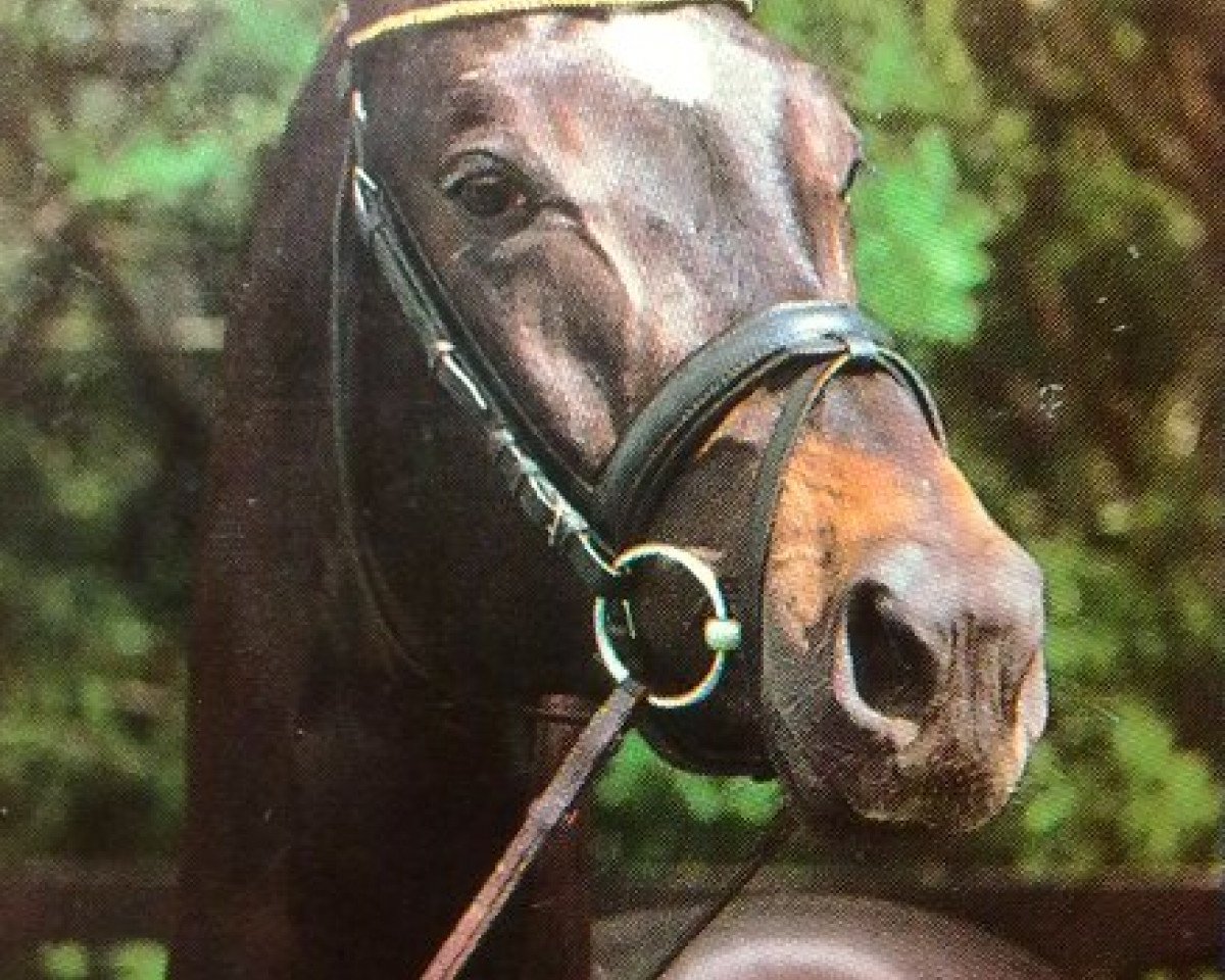Deckhengst Liebestraum (Trakehner, 1993, von Saint Cloud)