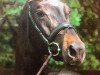 stallion Liebestraum (Trakehner, 1993, from Saint Cloud)