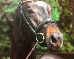 stallion Liebestraum (Trakehner, 1993, from Saint Cloud)