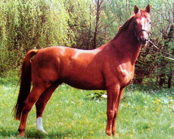 stallion Ferrum (Trakehner, 1983, from Wie Ibikus)