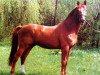 stallion Ferrum (Trakehner, 1983, from Wie Ibikus)