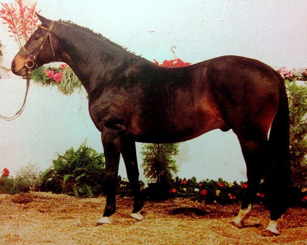 stallion Fahnentraeger II (Trakehner, 1982, from Grandezzo)