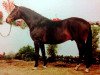 horse Fahnentraeger II (Trakehner, 1982, from Grandezzo)