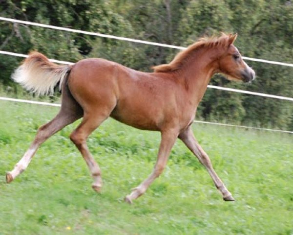 Pferd Shayenne von Regentquelle (Welsh Pony (Sek.B), 2011, von Frankenhoeh's Prince Royal)