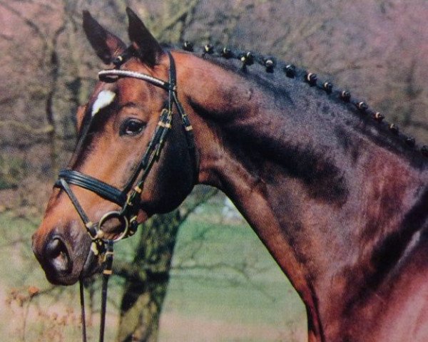 stallion Kokoschka (Trakehner, 1985, from Postmeister)