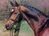 stallion Kokoschka (Trakehner, 1985, from Postmeister)