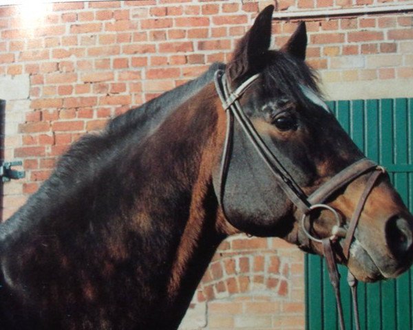 stallion Kohinoor (Trakehner, 1975, from Amateur I)