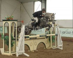 jumper Ronko 10 (German Riding Pony, 2003, from Renoir)