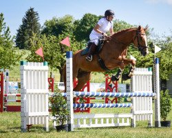 jumper Sir Colin II (Irish Sport Horse, 2016, from Corland)