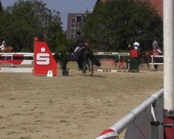 dressage horse Franklyn 11 (Oldenburg, 2007, from Florencio I)