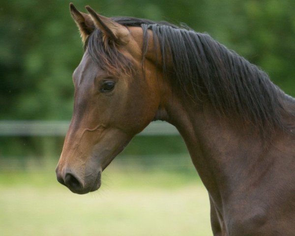 dressage horse Baptiste (Westphalian, 2011, from Boston)