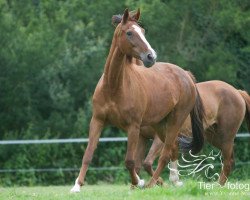 broodmare Emira (Westphalian, 1996, from Ehrenmarsch)