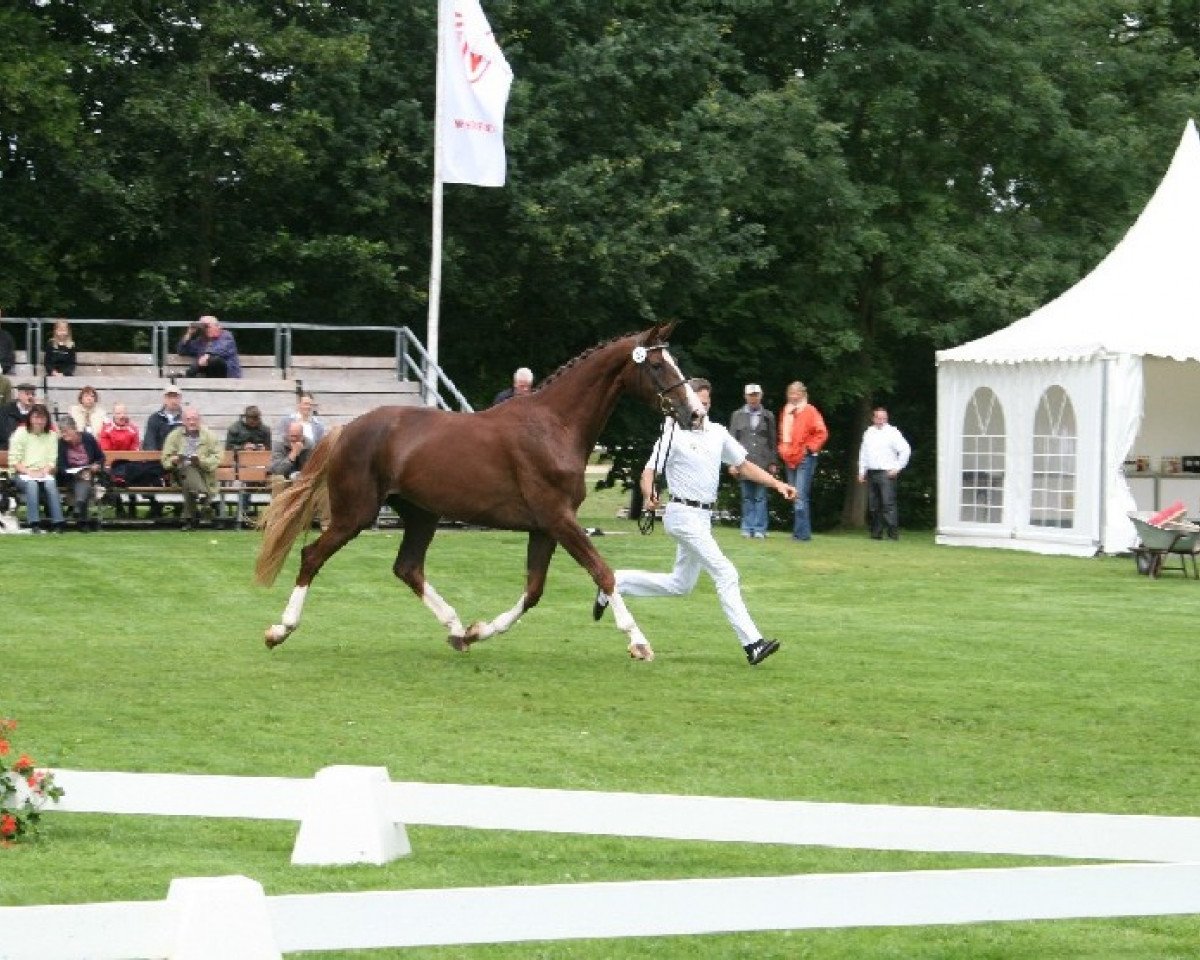 broodmare Die Gräfin (Westphalian, 2005, from De Niro)
