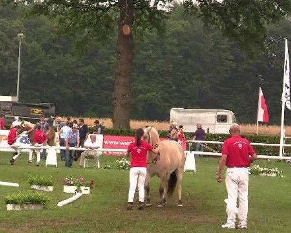 Pferd Fabienne (Fjordpferd, 2009, von Igor)