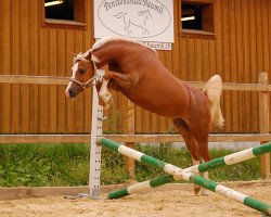 Zuchtstute Sniedershoeve's Floortje (Welsh Pony (Sek.B), 2004, von Den Bramel's Baye)