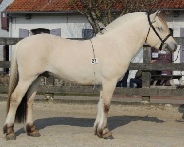 stallion Owen d'Ardenne (Fjord Horse, 2013, from Jalnar d'Ardenne)