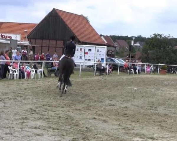 dressage horse Rubinia 27 (Westphalian, 2004, from Rubinus)