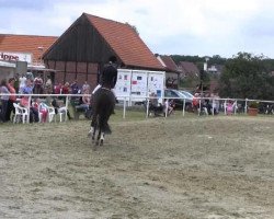 dressage horse Rubinia 27 (Westphalian, 2004, from Rubinus)