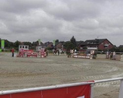 dressage horse Ronika (German Riding Pony, 2002, from Pink Floyd)