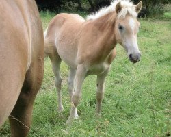 Pferd Stakur (Haflinger, 2012, von liz. 201/T Standschütz)