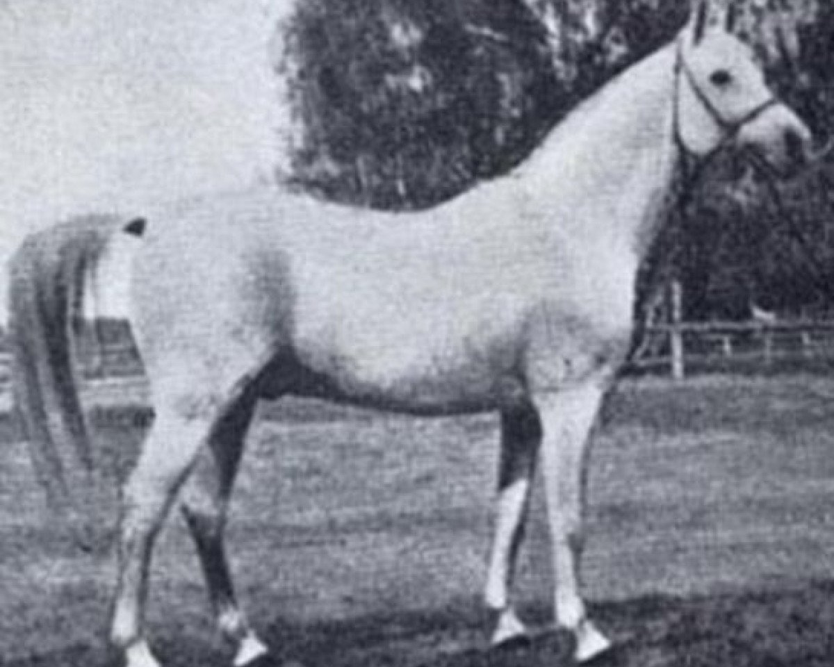 stallion Abu Mlech 1902 ox (Arabian purebred, 1902, from Mlech I ox)