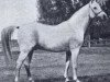 stallion Abu Mlech 1902 ox (Arabian thoroughbred, 1902, from Mlech I ox)