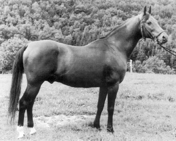 Deckhengst Halef 1937 ox (Vollblutaraber, 1937, von Enwer Bey 1923 ox)