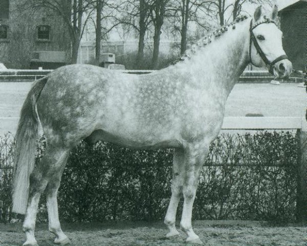 horse Niklas I (German Riding Pony, 1971, from Nijm ox)