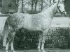 stallion Niklas I (Westphalian, 1971, from Nijm ox)
