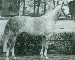 stallion Niklas I (German Riding Pony, 1971, from Nijm ox)