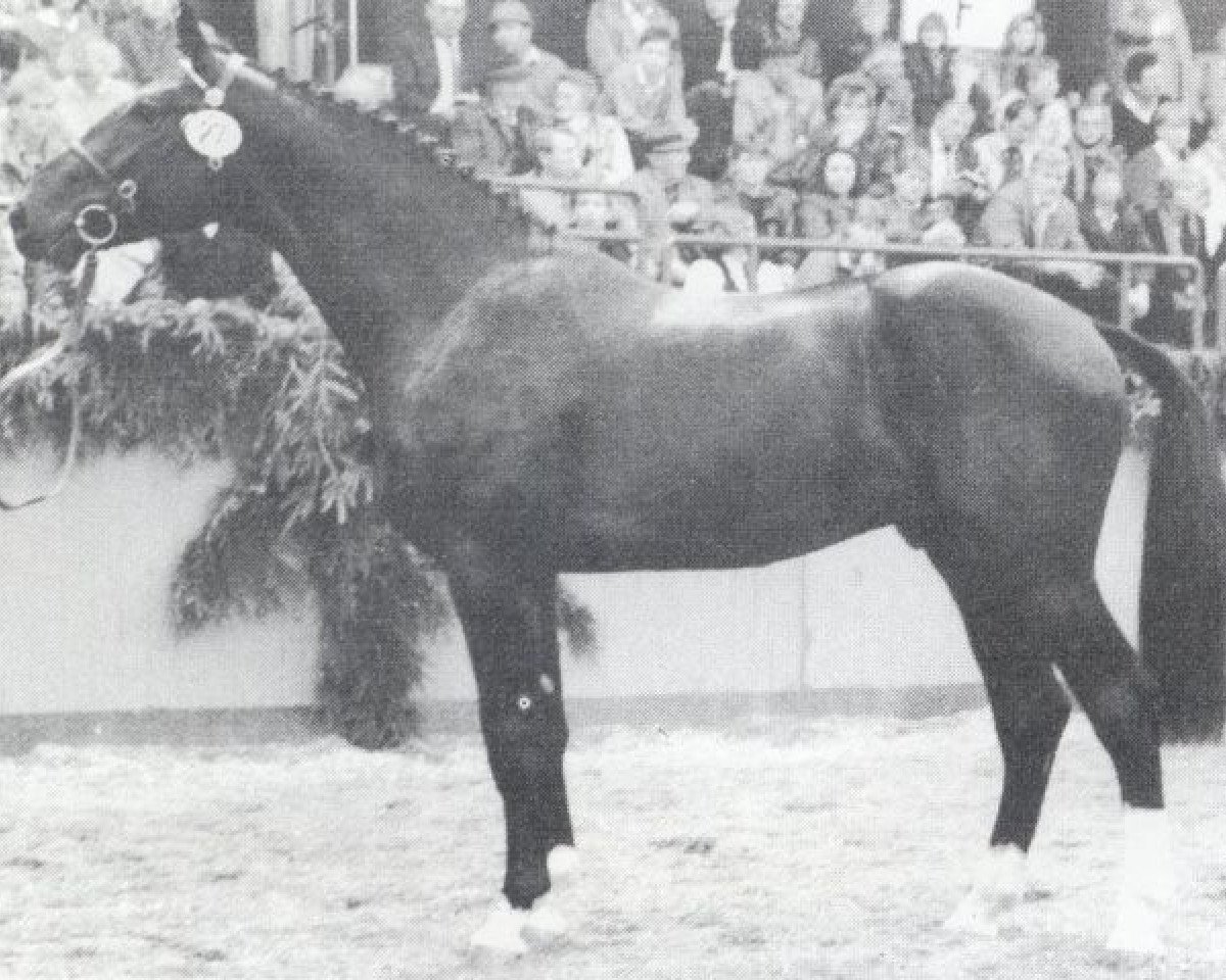 stallion Cordeur (Holsteiner, 1984, from Cor de la Bryère)