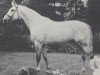 stallion Wolfhard (Bavarian, 1970, from Wodka)