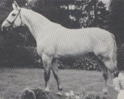 stallion Wolfhard (Bavarian, 1970, from Wodka)