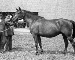 Zuchtstute Alster I (Trakehner, 1928, von Ararad)