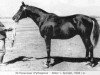 stallion Piligrim (Trakehner, 1944, from Pythagoras)